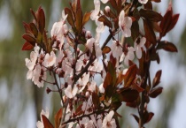 紫叶李属于落叶还是常绿 紫叶李果实能不能吃