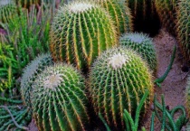 仙人掌怎么修剪好看