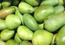 硬的青芒果可不可以直接吃 附催熟多久？