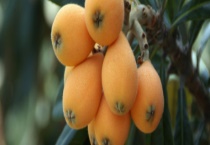 枇杷是常绿还是落叶植物 枇杷有哪些价值