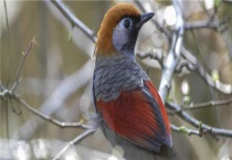 画眉鸟壮膘饲料配方