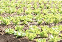 大白菜用什么叶面肥好