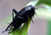 常见的蟋蟀和蝈蝈的区别？在哪里？蝈蝈偏肉食性