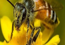 胡蜂养殖亏惨了是什么原因 具体原因如下