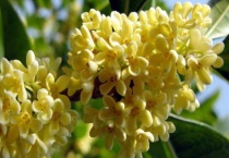 秋天盛开的花有什么？