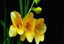 香雪兰种球催芽多久？