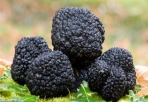 黑松露生长在什么树下