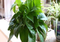 绿萝用什么叶面肥好？绿罗叶面肥料怎么做？