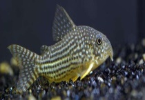 鼠鱼的繁殖方法 怎样辨别鼠鱼的公母