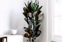 橡皮树开花吗 附橡皮树的修剪多久？