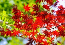 红枫适合种在院子里吗？