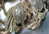 大闸蟹保存方法 不同方法的处理方式不同