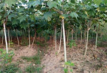 马林光树是珍稀树种吗？