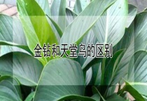 金钻和天堂鸟的区别？