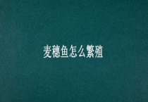 麦穗鱼怎么繁殖