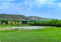 新手养羊的羊圈建造