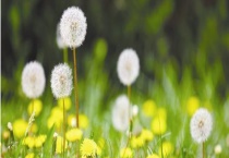 车前草和蒲公英的区别？ 详细介绍