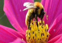 驱赶蜜蜂的最佳办法 辨识蜂类的多久？