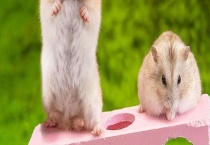 仓鼠和老鼠的区别？ 附仓鼠和老鼠吃什么？