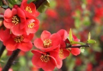 海棠花掉花苞怎么回事