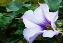 曼陀罗花的寓意