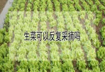 生菜可以反复采摘吗？