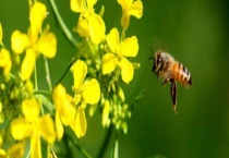 如何能让蜜蜂急造王台 具体怎样操作