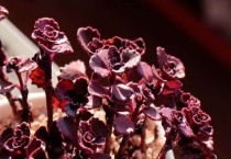 小球玫瑰夏天休眠吗？