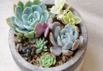 多肉可以淋雨吗夏天