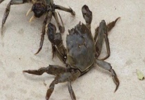 螃蟹变紫还能不能吃 螃蟹哪四个部位不可以吃