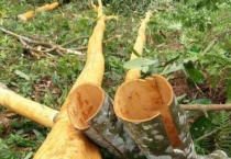 桂皮剥完树会不会死