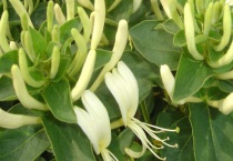 盆栽金银花的种植多久？