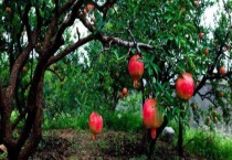 石榴树移栽没有须根能栽活吗？