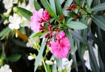 夹竹桃有刺吗？