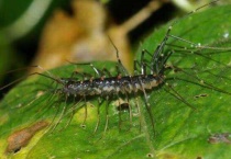 多脚的虫子有哪些？