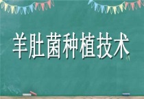 羊肚菌种植技术