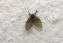 夏天飞的小黑虫是什么？