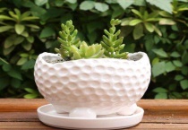 多肉生根粉泡根要多久？