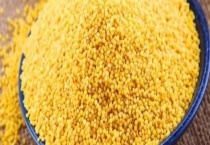 大金苗小米和普通小米有什么不同 大金苗小米的品质特性是什么 小米的地理分布在哪里