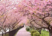 早樱和晚樱的区别？