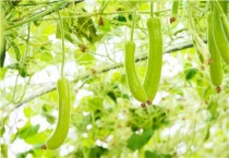 西葫芦徒长该怎么办？