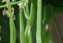 四季豆叶子太多可以摘叶子吗？