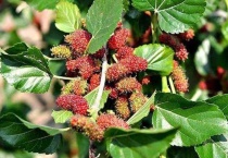 桑叶是什么样子的