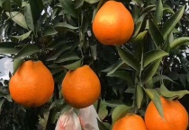 粑粑柑产地在哪里