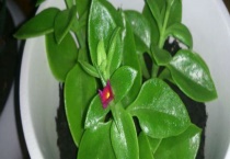 穿心莲和心叶日中花区别？