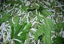 采桑养蚕是什么季节