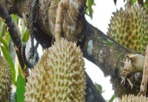 榴莲一次吃多少合适？吃多了会上火吗？