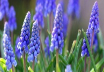 风信子种植时间 风信子种植温度