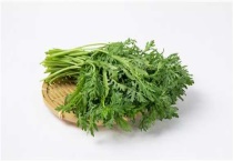 茼蒿种子催芽多久？