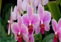 兰花的品种鉴别方法 附品种分类和品质鉴别